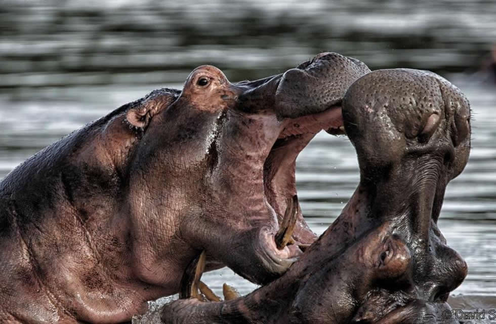 Uganda Hippo