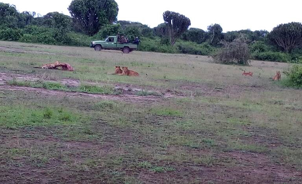 Hamukungu Lions