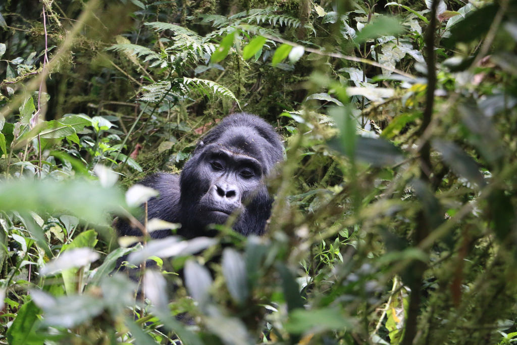 Bwindi Gorilla Trek