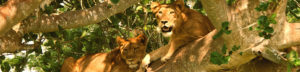 Tree Lions of Uganda