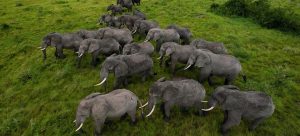 Elephants in Queen Elizabeth National Park