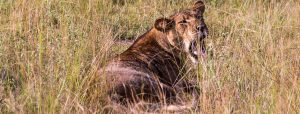 Lion in Queen Elizabeth National Park