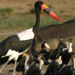 Birding in Queen Elizabeth Park