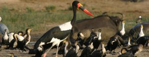 Birding in Queen Elizabeth Park