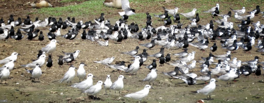 Queen Elizabeth Birds