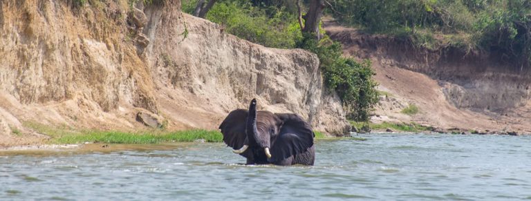 Queen Elizabeth Elephants