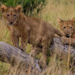 Young Lions in Queen Elizabeth National Park