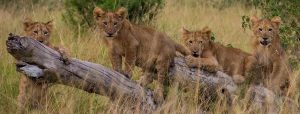 Young Lions in Queen Elizabeth National Park