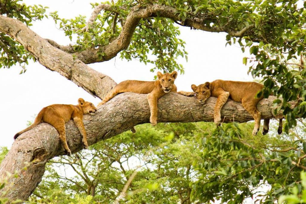 Tree Climbing Lions