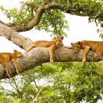 Tree Climbing Lions