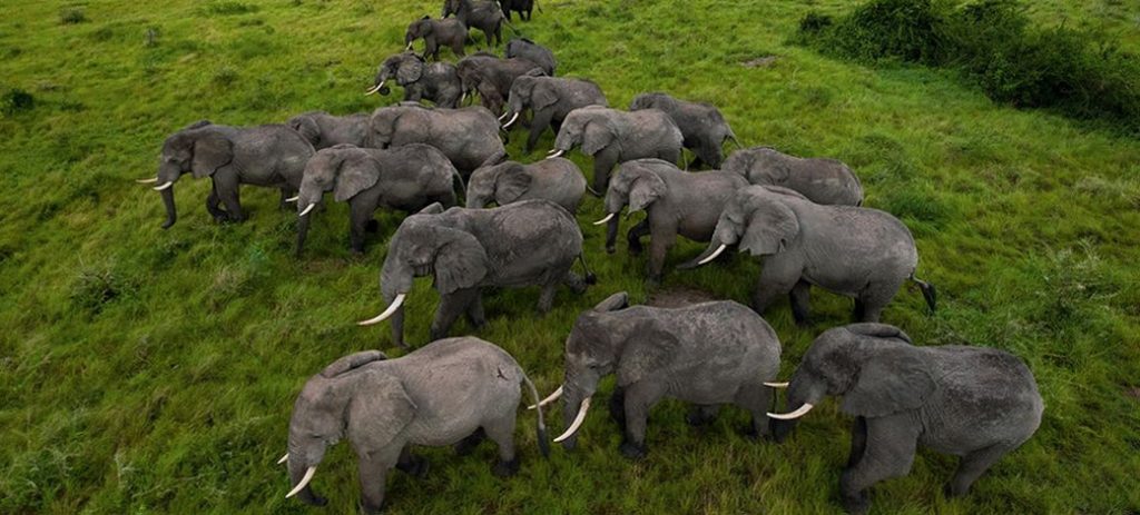 Elephants in Queen Elizabeth National Park