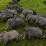 Elephants in Queen Elizabeth National Park