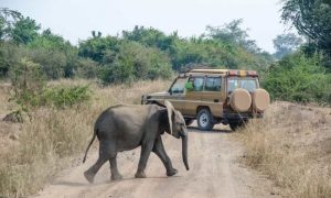 game drive in Queen