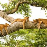 Tree Climbing Lions of Ishasha