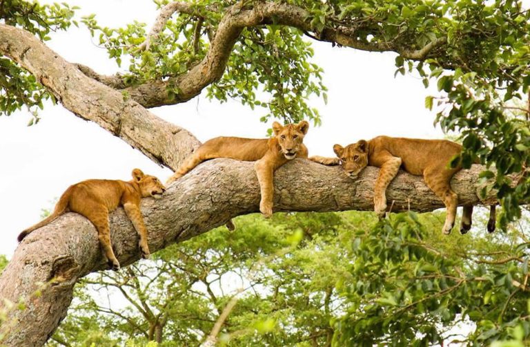 Tree Climbing Lions of Ishasha